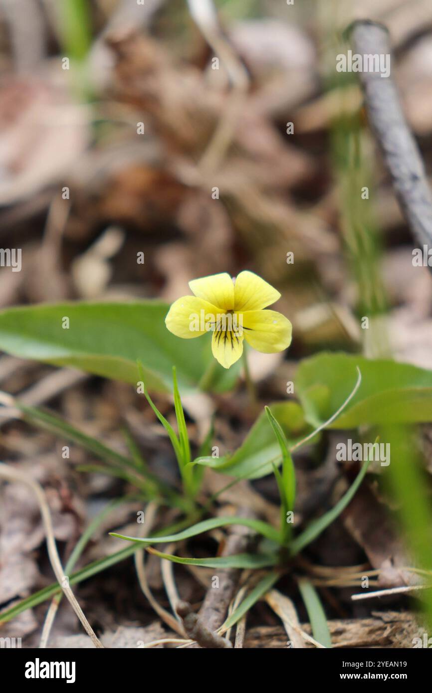 Violet feuilleté (Viola hastata) Banque D'Images