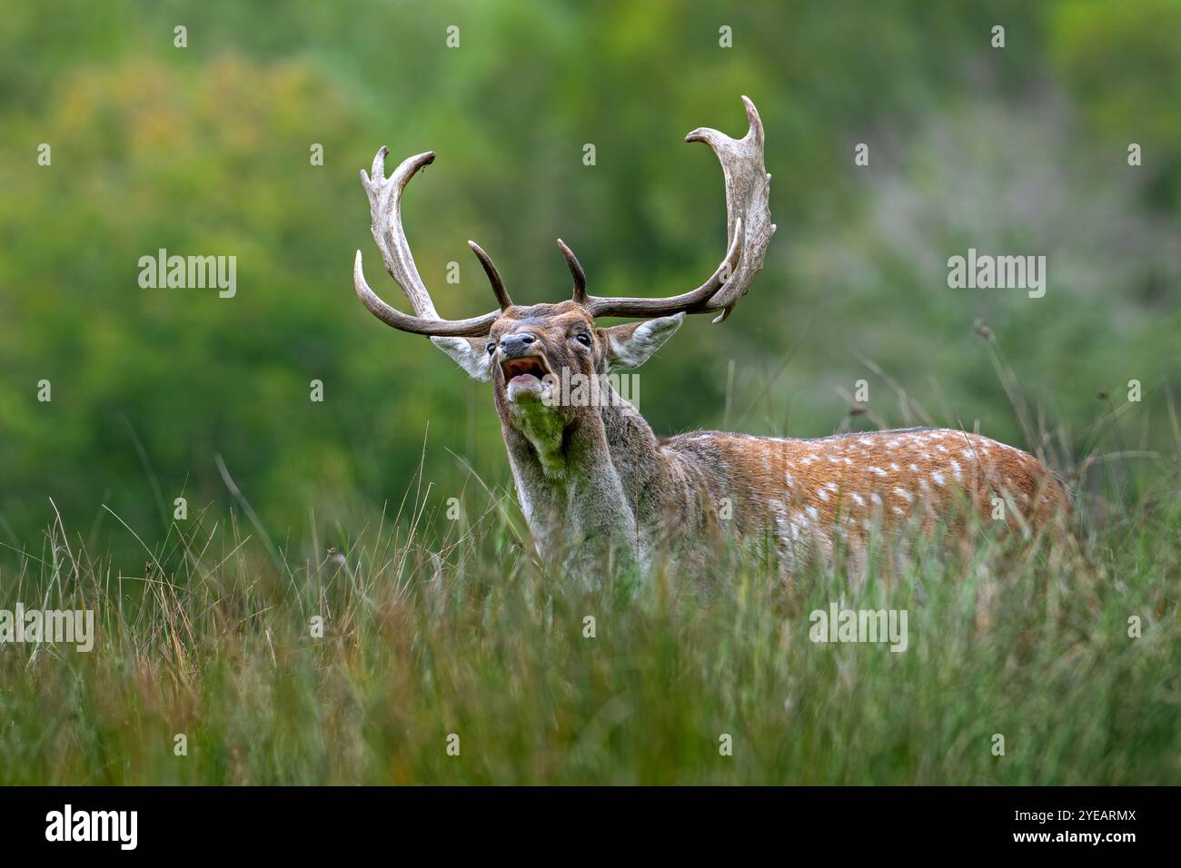 Mâle/mâle avec gros bois de cerf de Virginie (Dama dama) en bordure de forêt au lek pendant la rut d'automne en octobre Banque D'Images