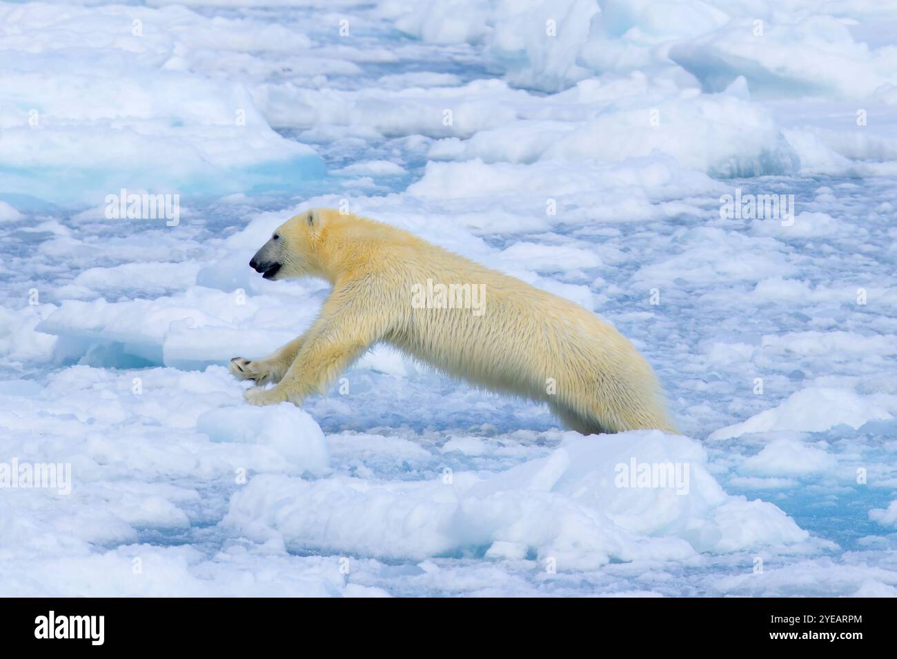 Ours polaire solitaire (Ursus maritimus) chassant sur la banquise / glace dérivante dans l'océan Arctique le long de la côte du Svalbard, Spitzberg, Norvège Banque D'Images