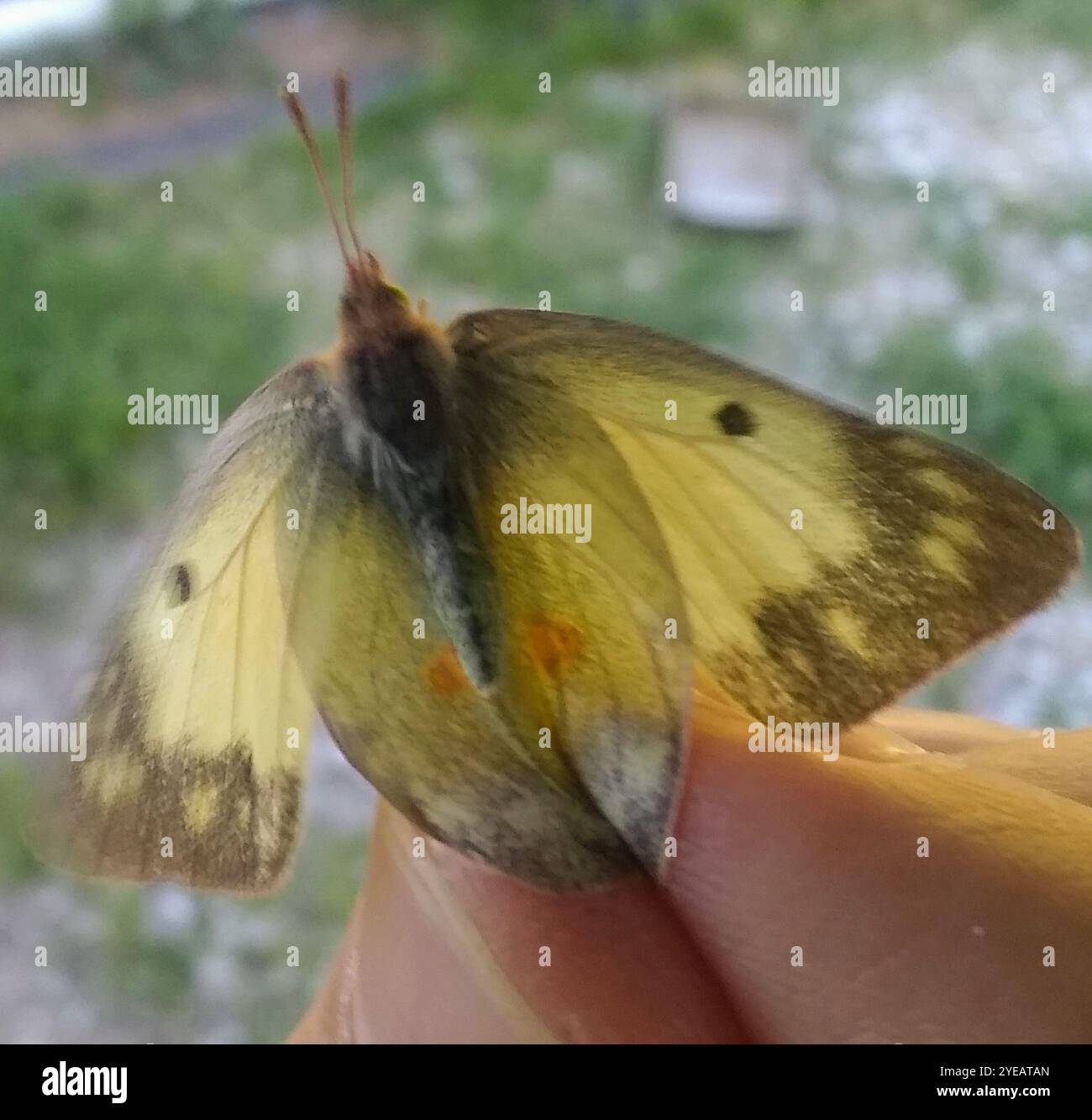 (Colias philodice soufre assombries) Banque D'Images