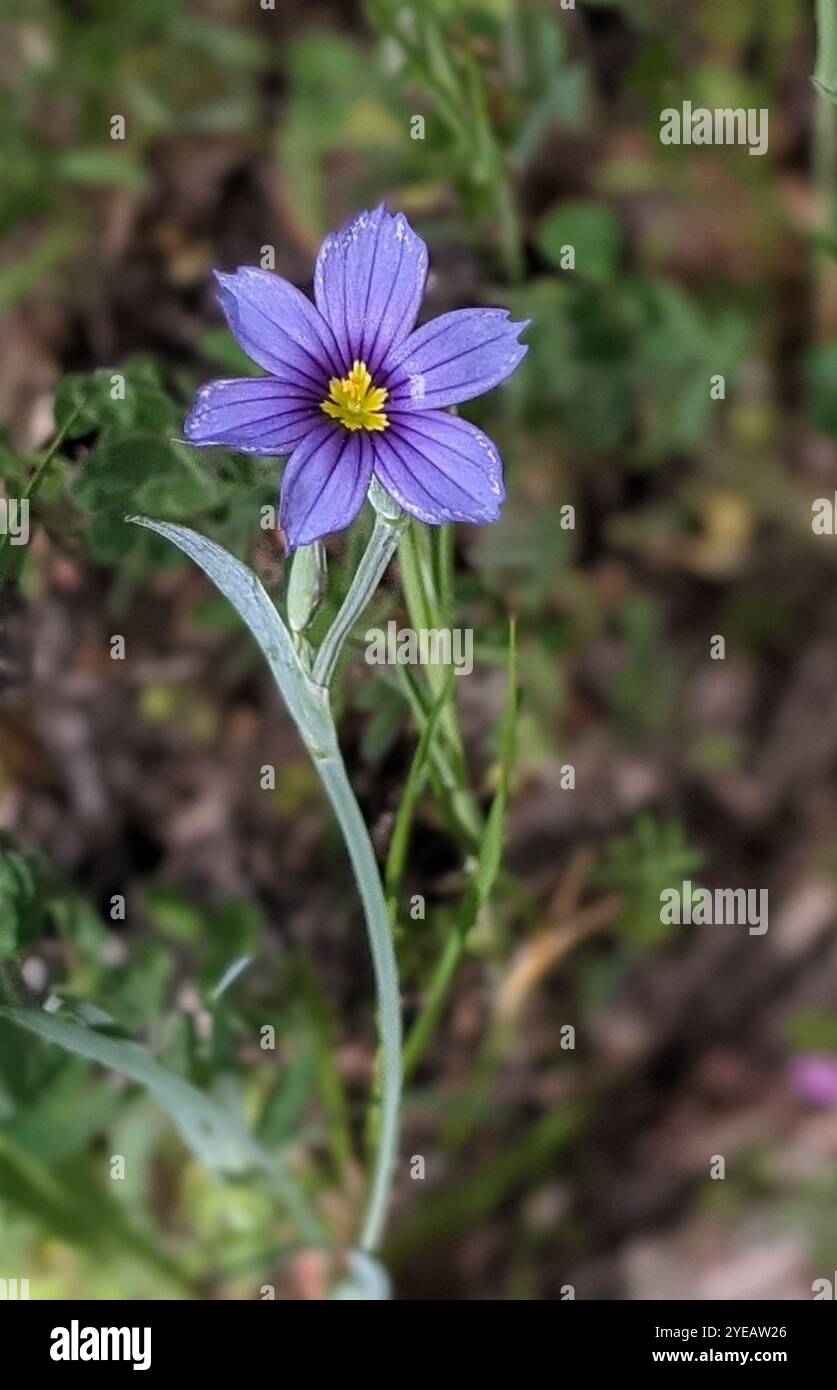 Herbe aux yeux bleus de l'ouest (Sisyrinchium bellum) Banque D'Images