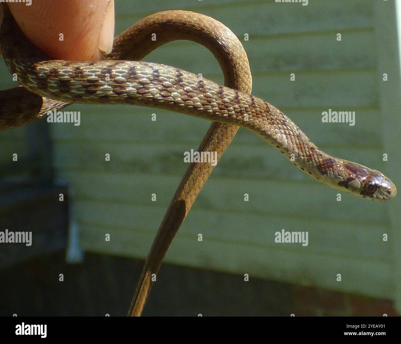 Serpent brun de DeKay (Storeria dekayi) Banque D'Images