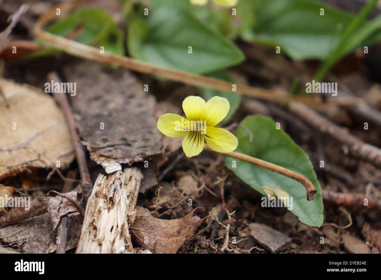 Violet feuilleté (Viola hastata) Banque D'Images