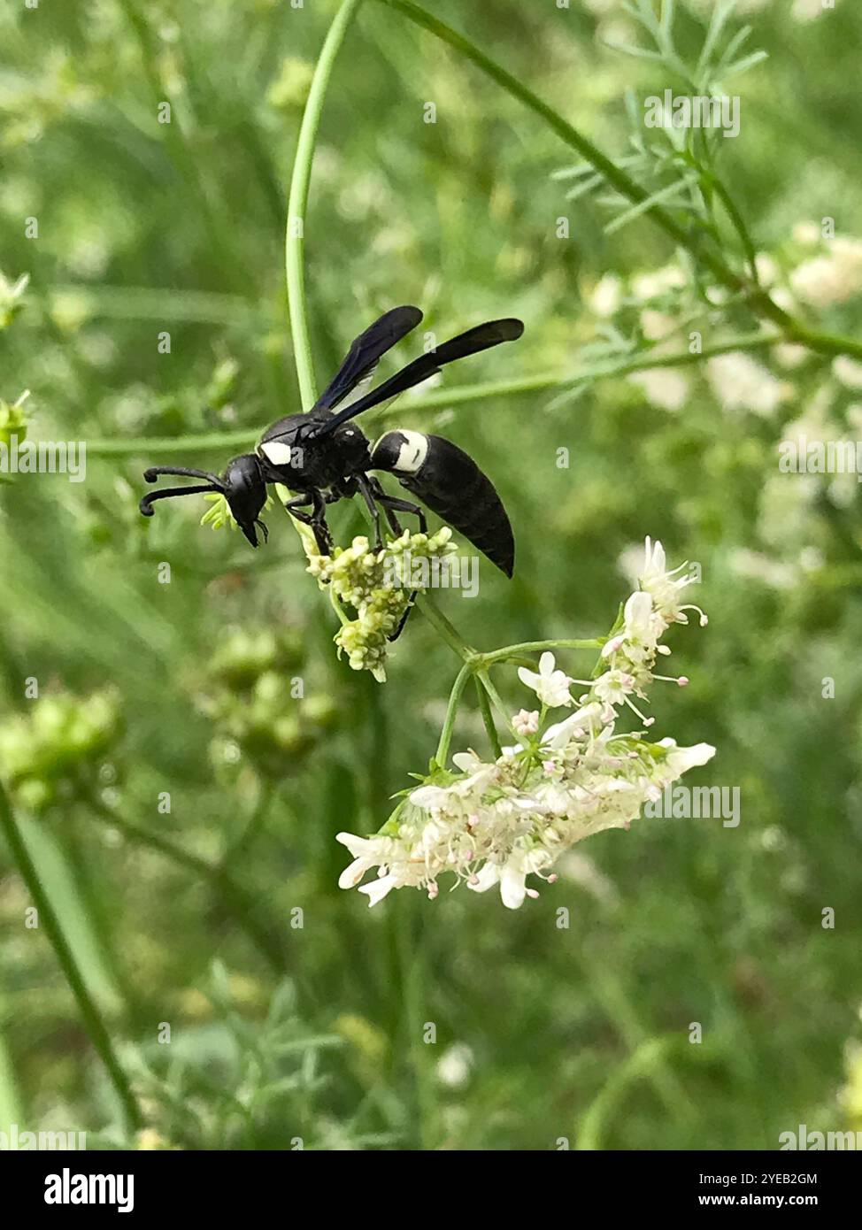 Guêpe de maçon à quatre dents (Monobia quadridens) Banque D'Images