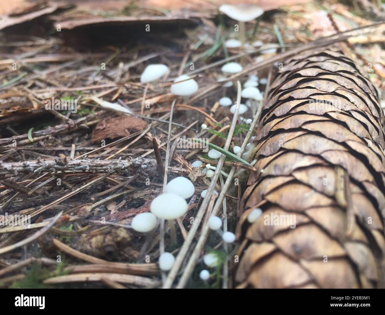 Casquette Sprucecone (Strobilurus esculentus) Banque D'Images