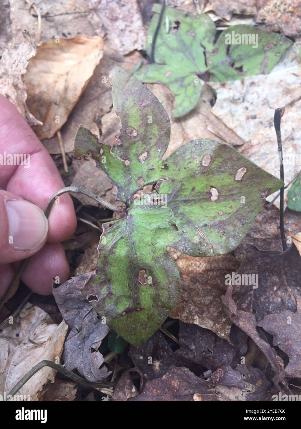 Hepatica acutilobée (hepatica acutiloba) Banque D'Images