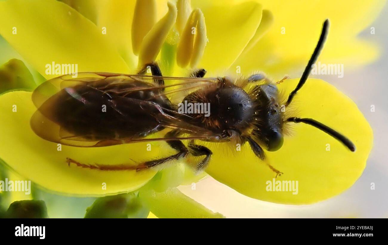 Abeille minière de l'aubépine (Andrena chrysosceles) Banque D'Images