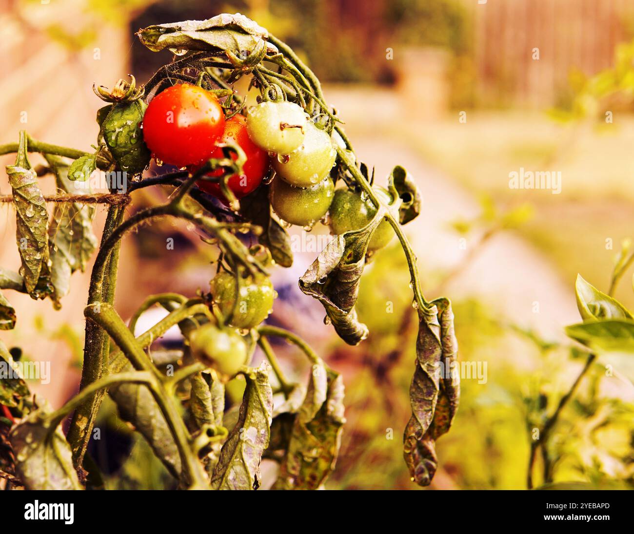 Bouquet de tomates poussant sur la vigne dans le jardin de la maison pour la croissance organique Banque D'Images