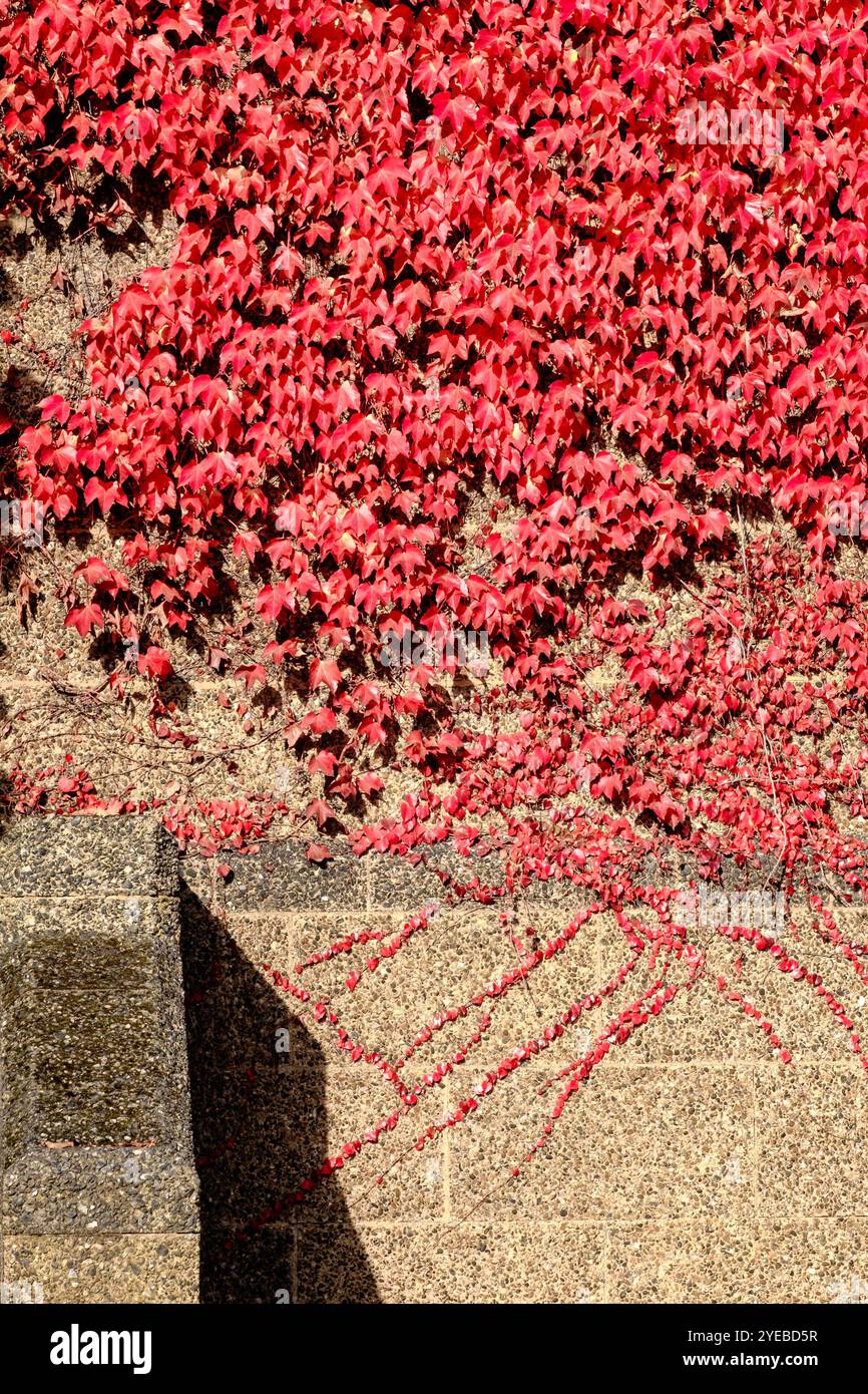 Boston Ivy (Parthenocissus tricuspidata) poussant sur un mur de bâtiment, Londres, Royaume-Uni Banque D'Images