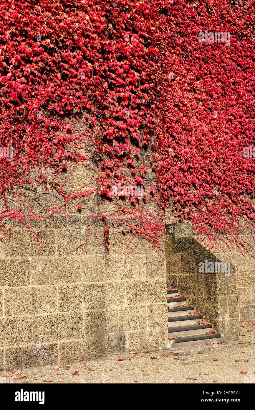 Boston Ivy (Parthenocissus tricuspidata) poussant sur le mur de la Citadelle de l'Amirauté, Horseguard Road, Londres, Royaume-Uni Banque D'Images