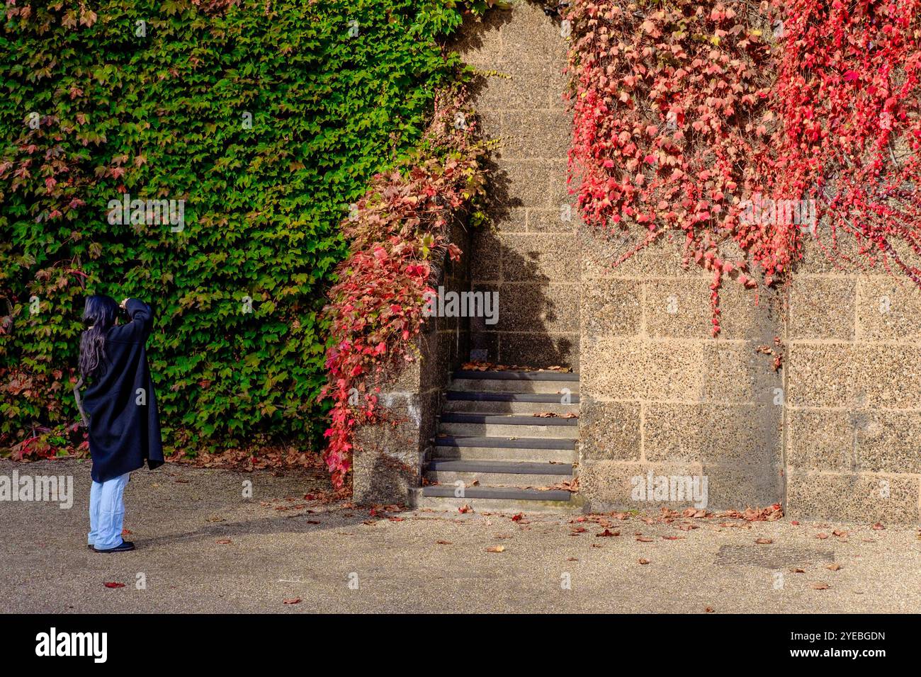 Boston Ivy (Parthenocissus tricuspidata) poussant sur le mur de la Citadelle de l'Amirauté, Horseguard Road, Londres, Royaume-Uni Banque D'Images