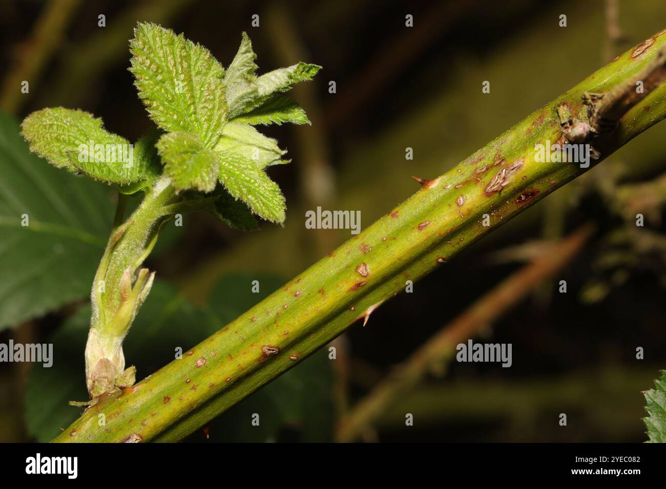 Mûre arménienne (Rubus armeniacus) Banque D'Images