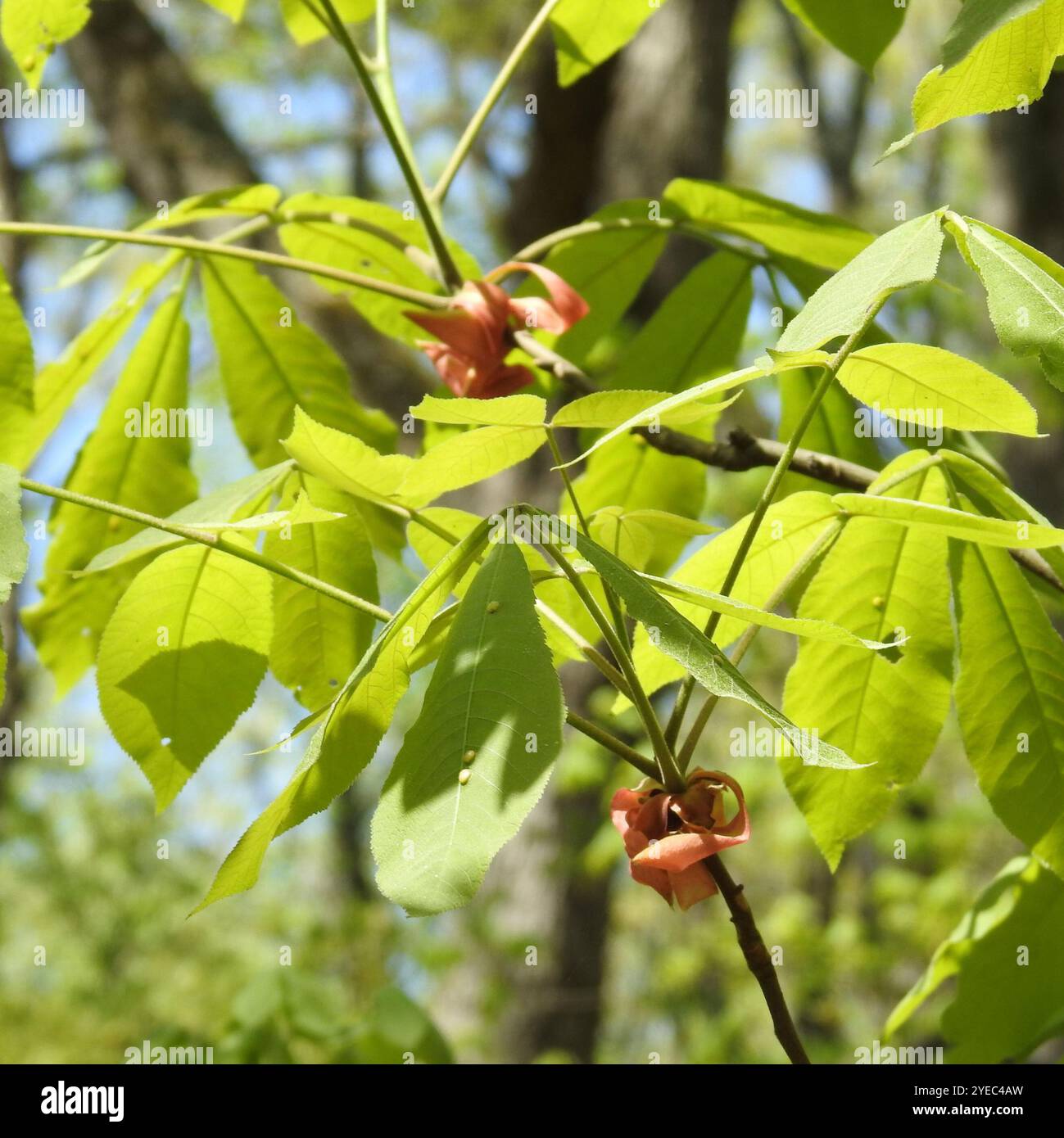 Hickory Pignut (Carya glabra) Banque D'Images