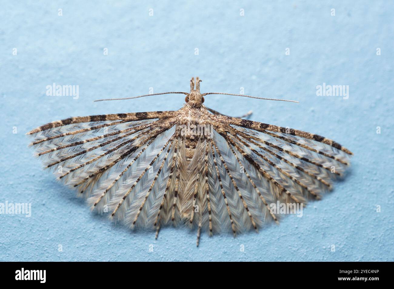 Vingt-plume Moth (Alucita hexadactyla) Banque D'Images