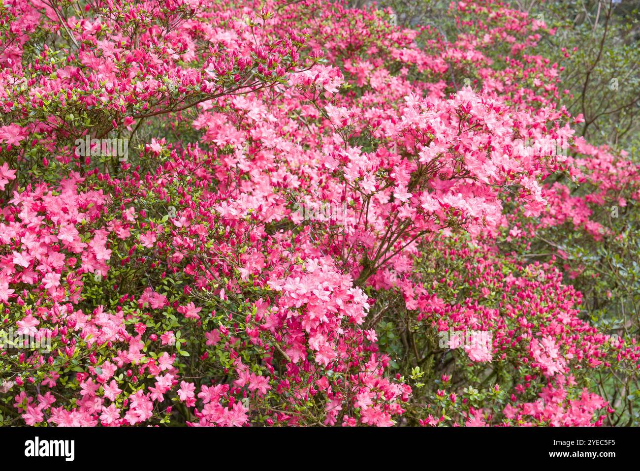 Détail de fleurs de rhododendron roses sur une grande plante poussant dans les bois près d'Ambleside, Lake District, Royaume-Uni Banque D'Images