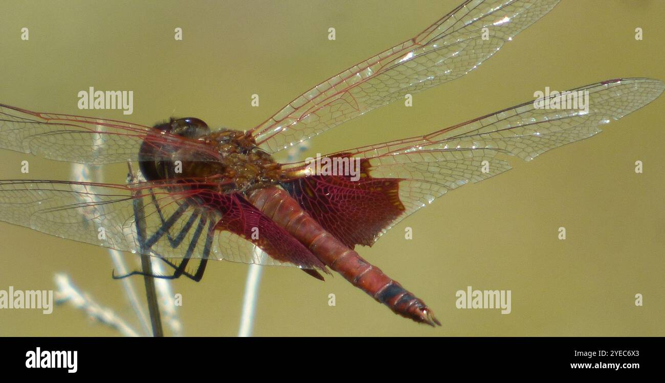 Carolina Saddlebags (Tramea carolina) Banque D'Images