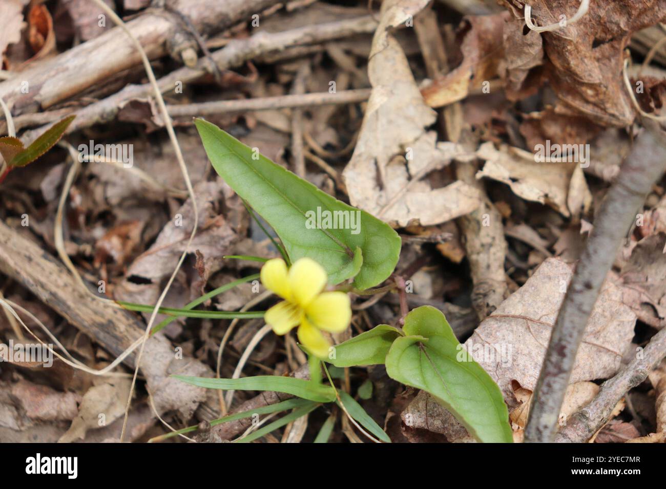 Violet feuilleté (Viola hastata) Banque D'Images