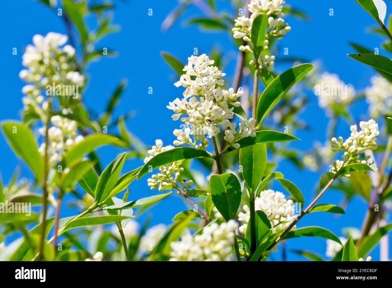 Privet commun (ligustrum vulgare), gros plan des petites fleurs blanches produites par l'arbuste communément planté au début de l'été contre un ciel bleu. Banque D'Images