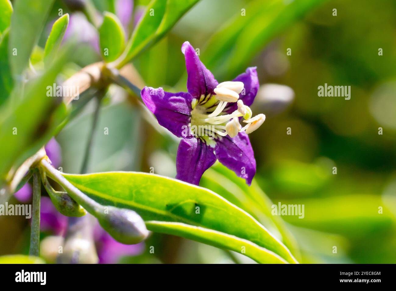 Duke of Argyll's Tea Plant (lycium chinense ou lycium barbarum), gros plan d'une seule fleur violette de l'arbuste rare isolé du fond Banque D'Images