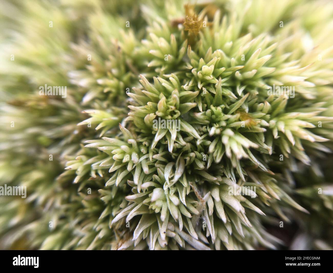 Mousse de coussin d'épingle (Leucobryum glaucum) Banque D'Images