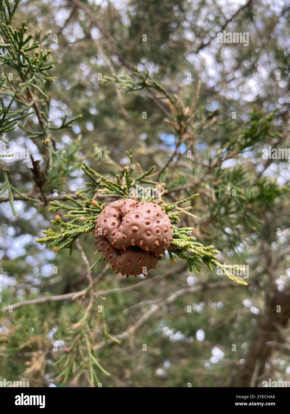 Rouille genièvre-pomme (Gymnosporangium juniperi-virginianae) Banque D'Images