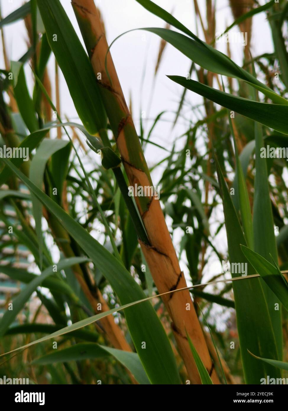 Roseau géant (Arundo donax) Banque D'Images