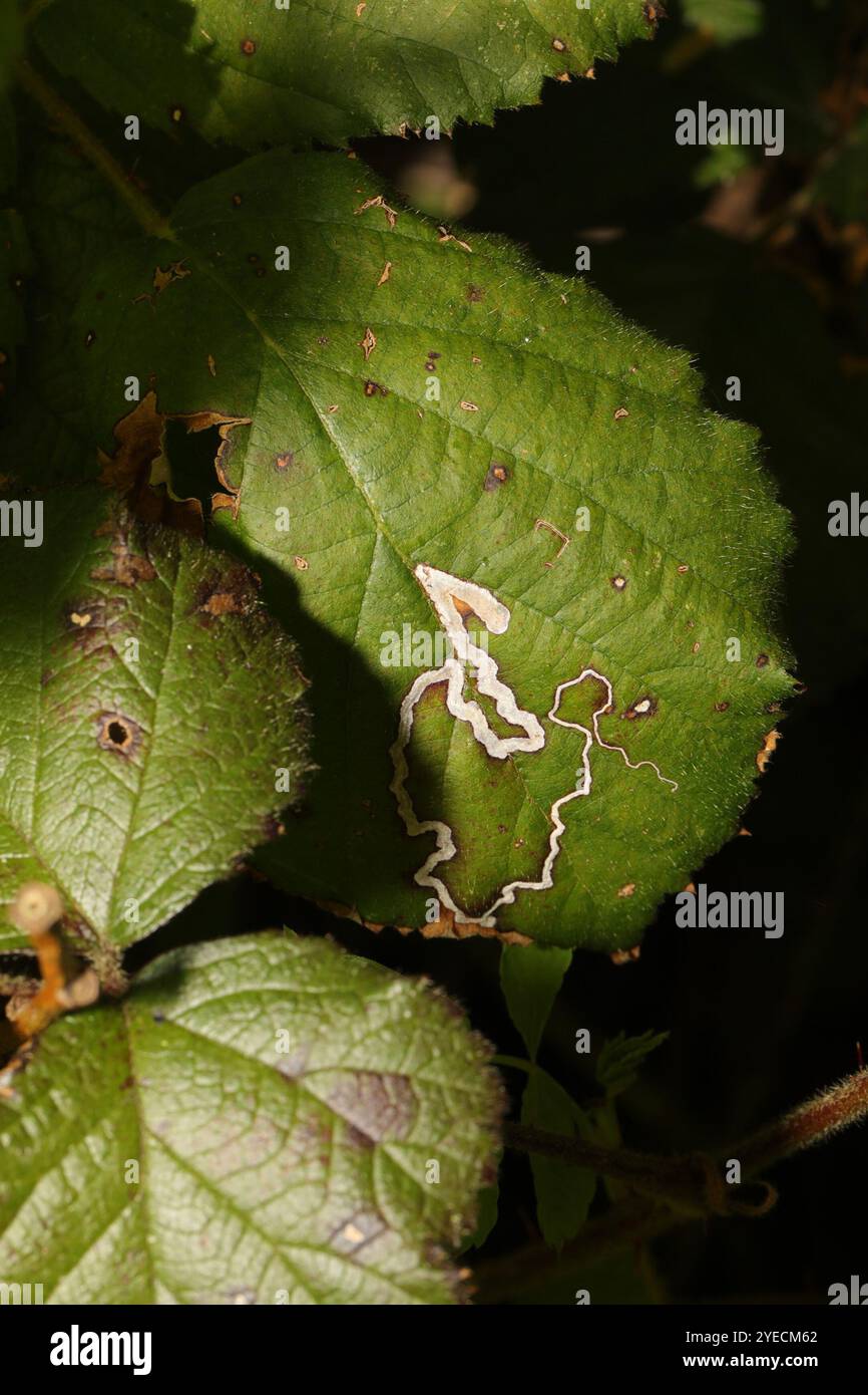 Golden Pigmy (Stigmella aurella) Banque D'Images