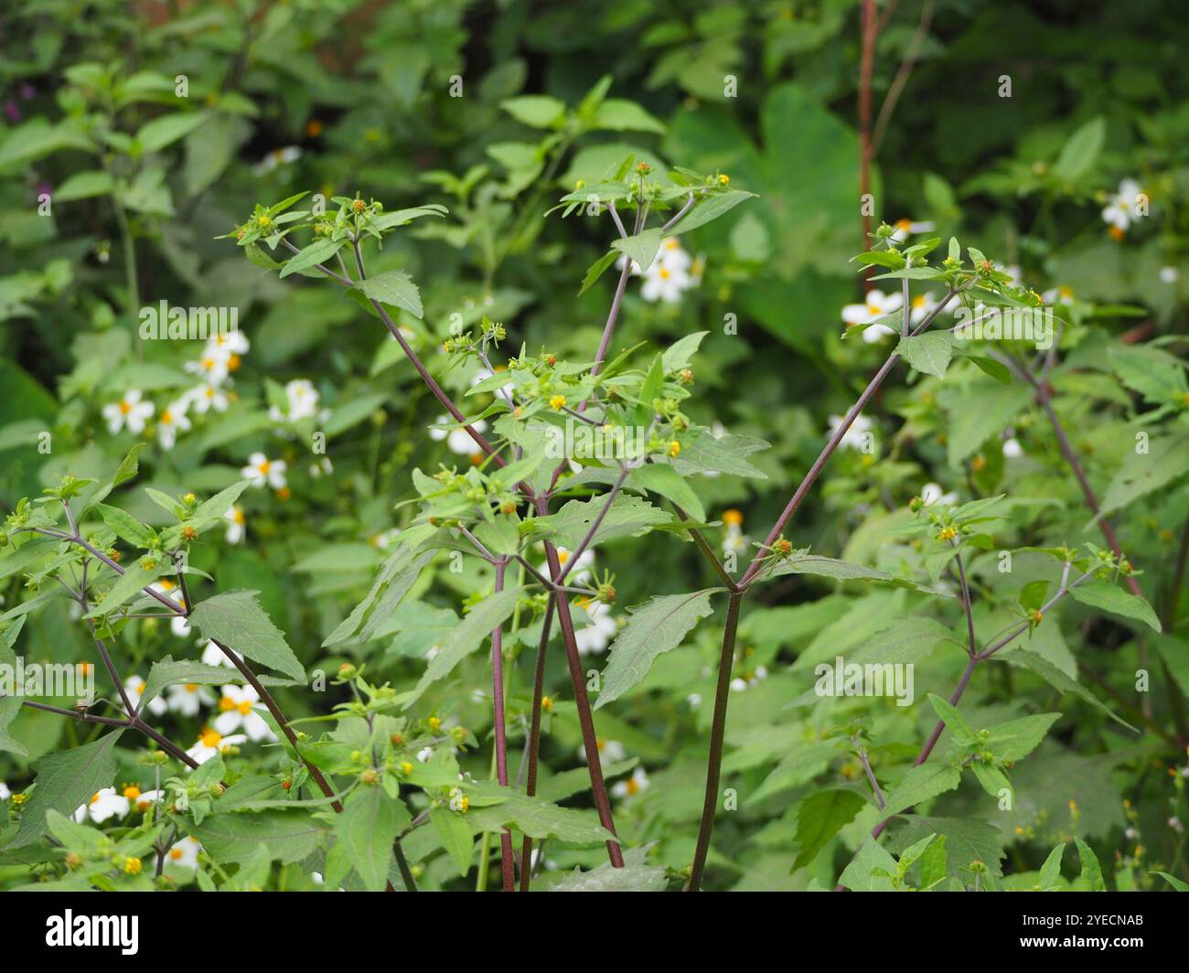 Millepertuis oriental (Sigesbeckia orientalis) Banque D'Images