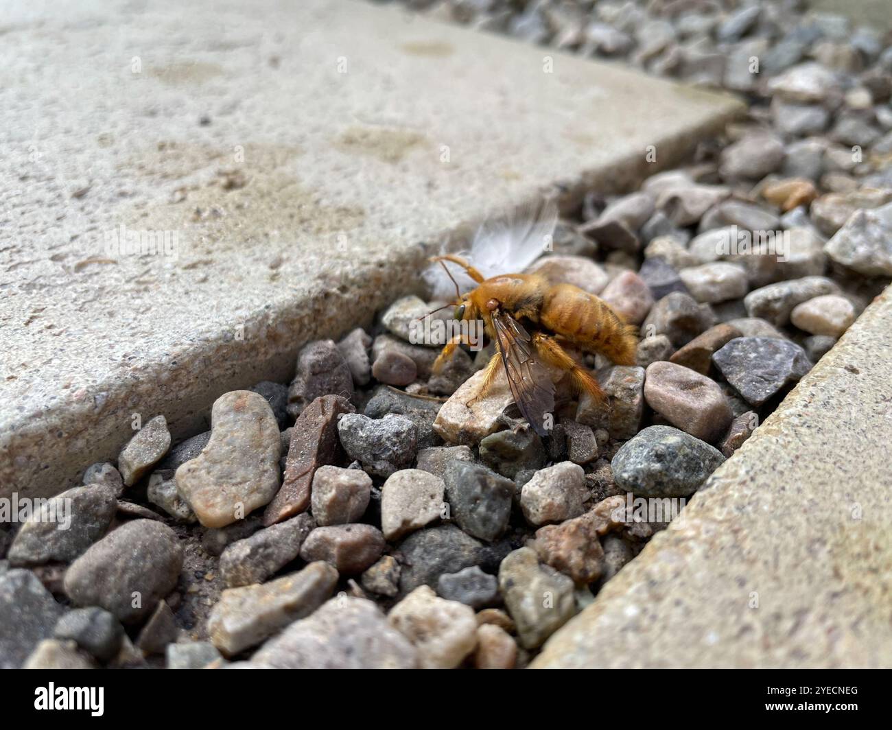 Abeille charpentier de la vallée (Xylocopa sonorina) Banque D'Images