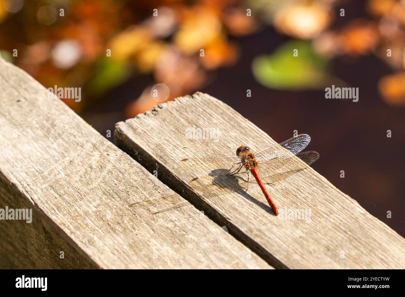 Libellule rouge, dard roux (Sympetrum sanguineum) reposant sur une souche d'arbre Banque D'Images