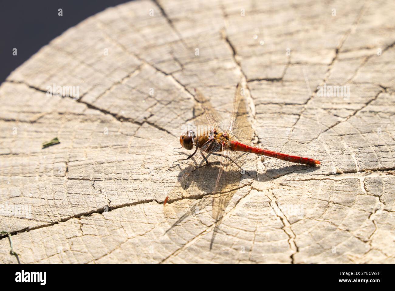 Libellule rouge, dard roux (Sympetrum sanguineum) reposant sur une souche d'arbre Banque D'Images