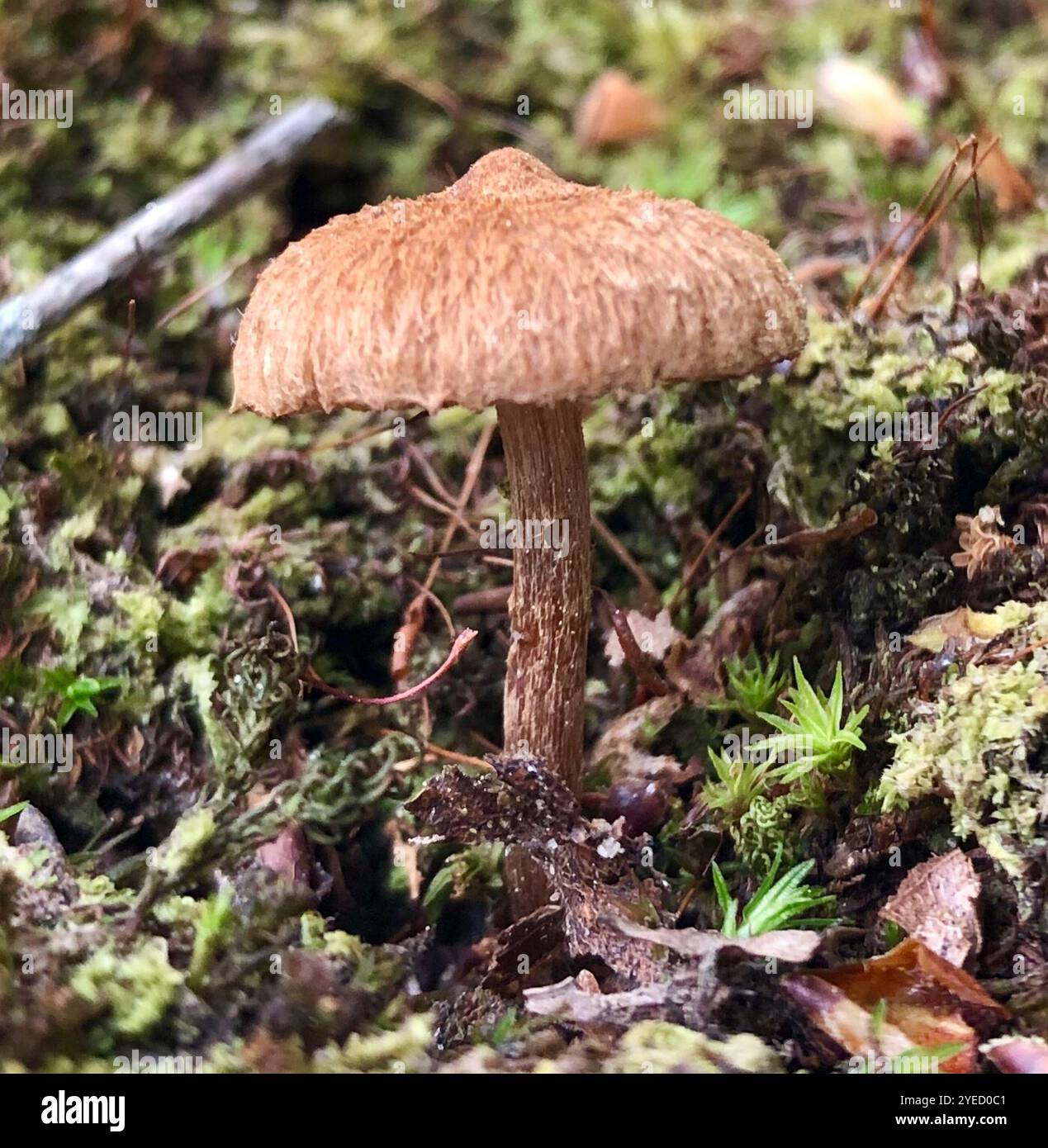 Fibrecap déchiré (Inocybe lacera) Banque D'Images