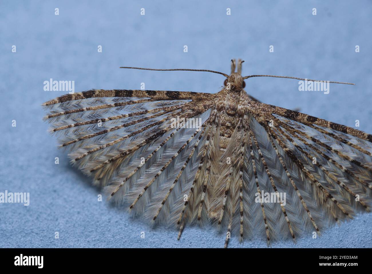 Vingt-plume Moth (Alucita hexadactyla) Banque D'Images