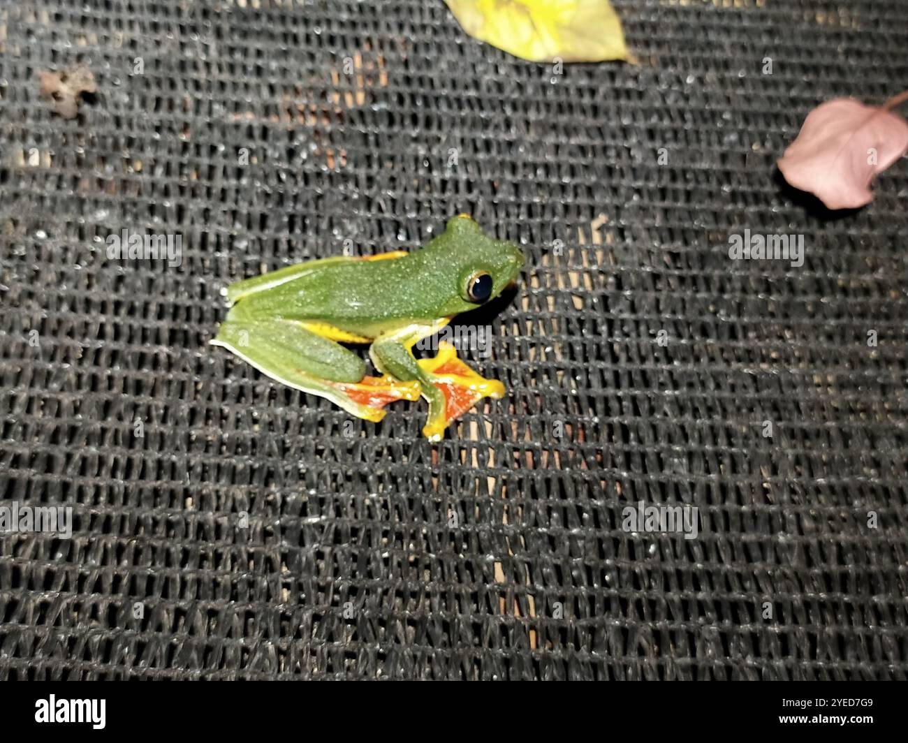 Grenouille volante Malabar (Rhacophorus malabaricus) Banque D'Images