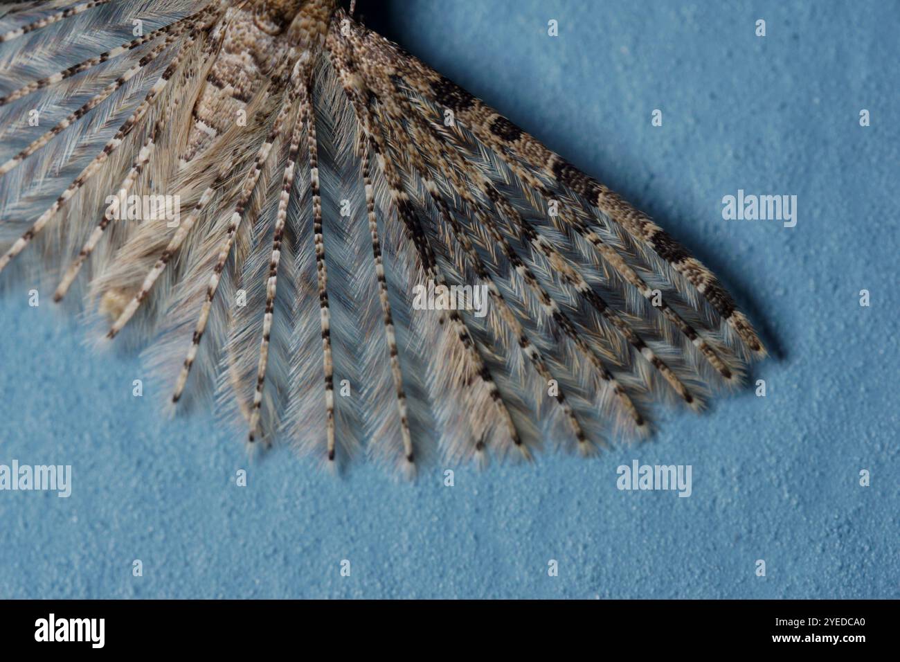 Vingt-plume Moth (Alucita hexadactyla) Banque D'Images