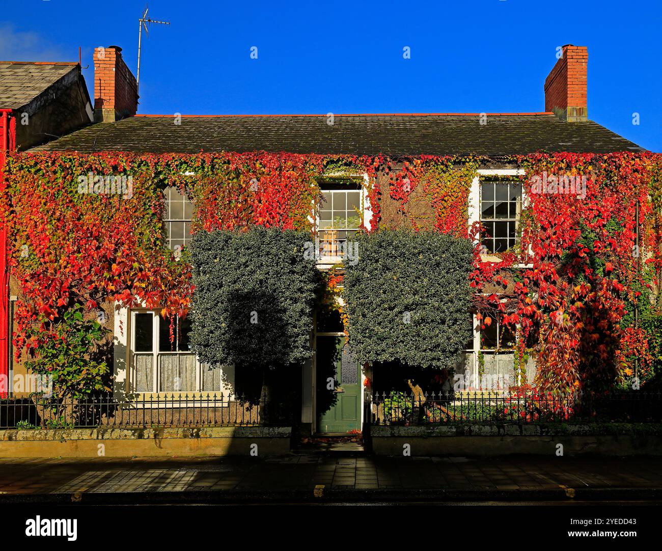 Virginia Creeper couvert maison, High Street et route principale à travers Cowbridge, Vale of Glamorgan, South Wales, Royaume-Uni. Octobre 2024. Automne Banque D'Images