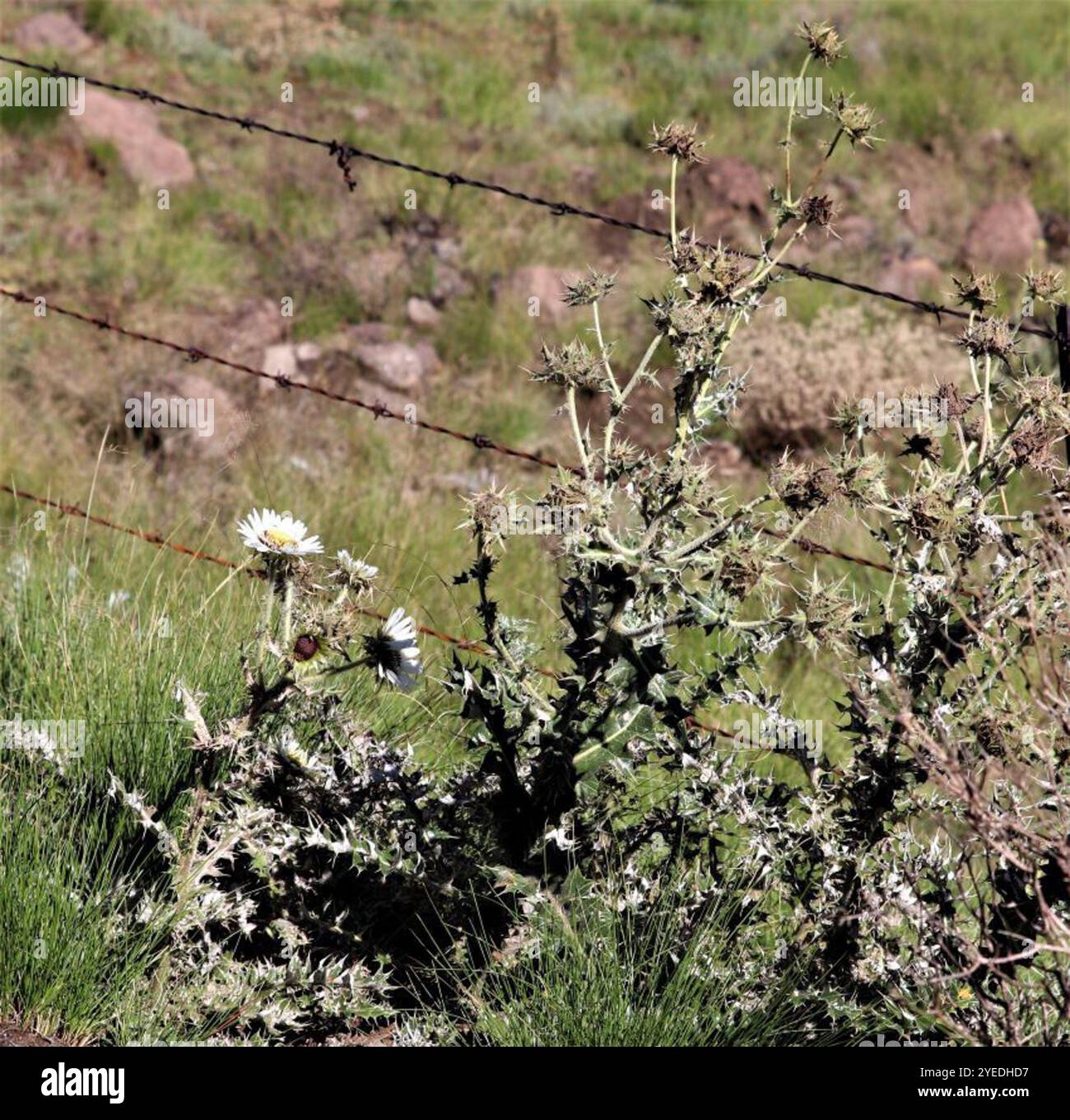 Chardon du Lesotho (Berkheya cirsiifolia) Banque D'Images