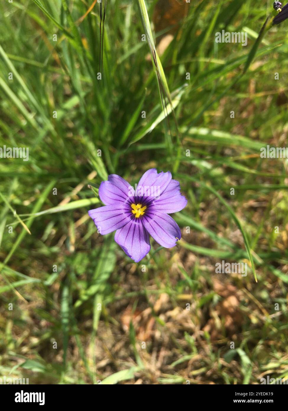 Herbe aux yeux bleus de l'ouest (Sisyrinchium bellum) Banque D'Images