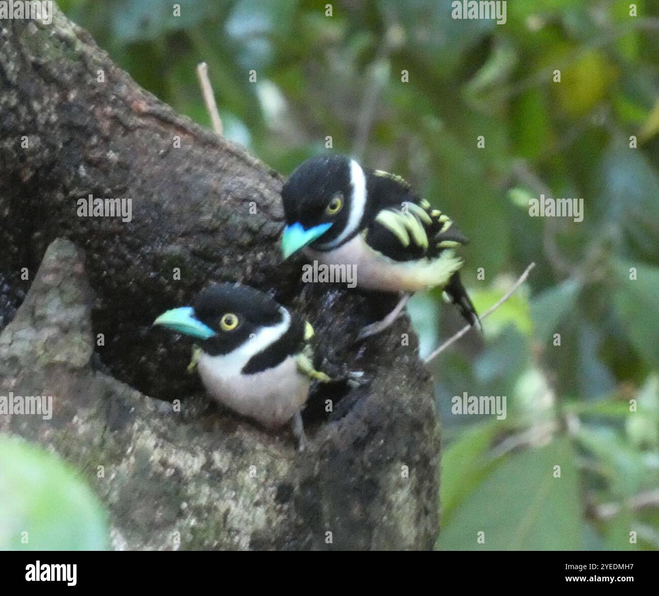 Broadbill noir et jaune (Eurylaimus ochromalus) Banque D'Images