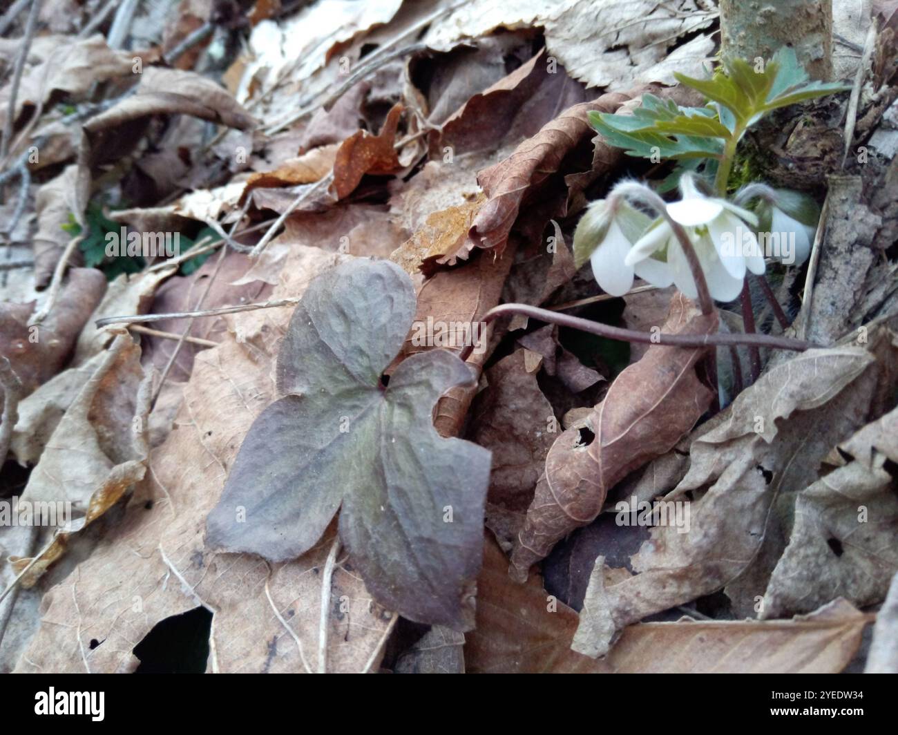 Hepatica acutilobée (hepatica acutiloba) Banque D'Images