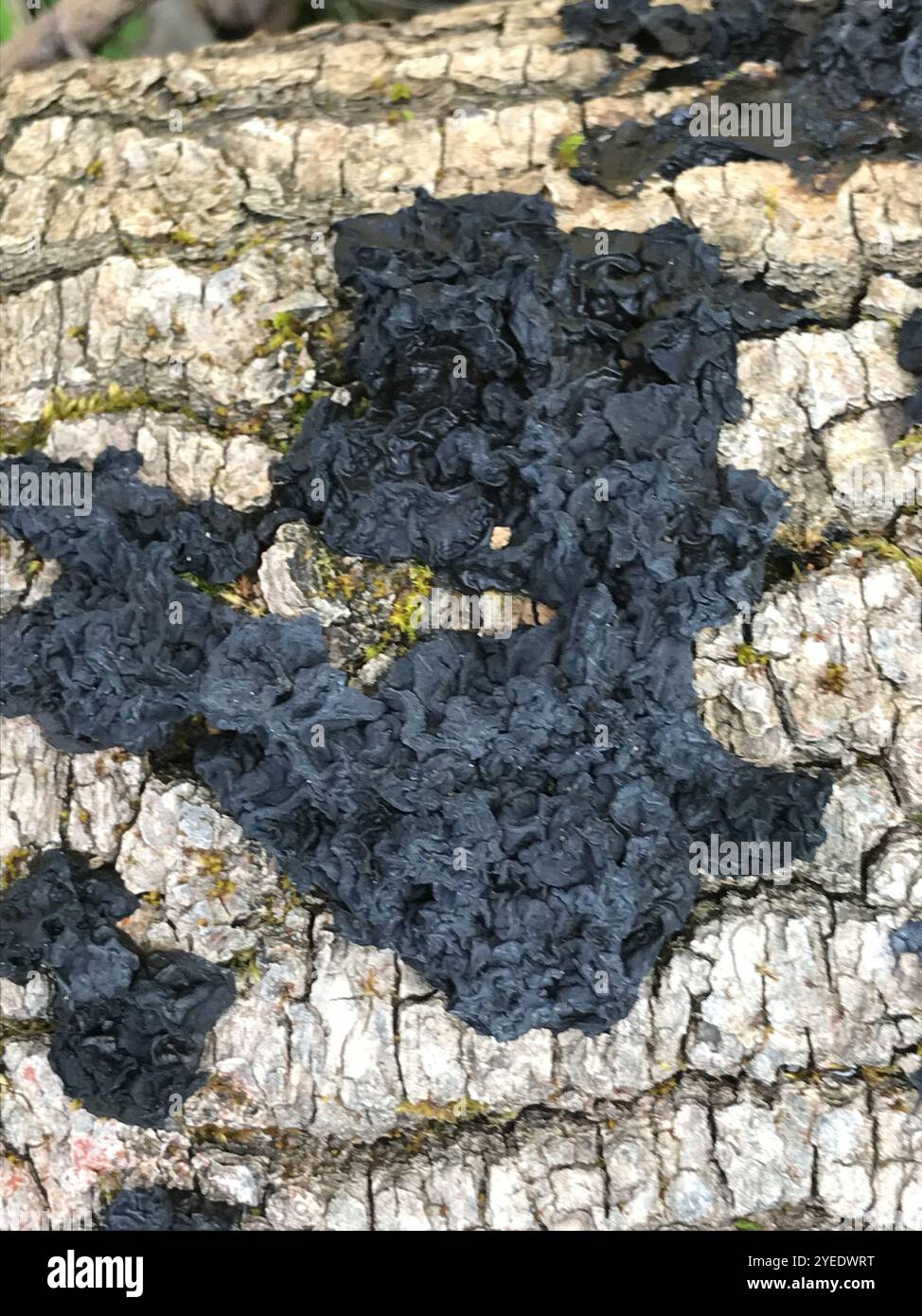 Beurre de Warlock (Exidia nigricans) Banque D'Images