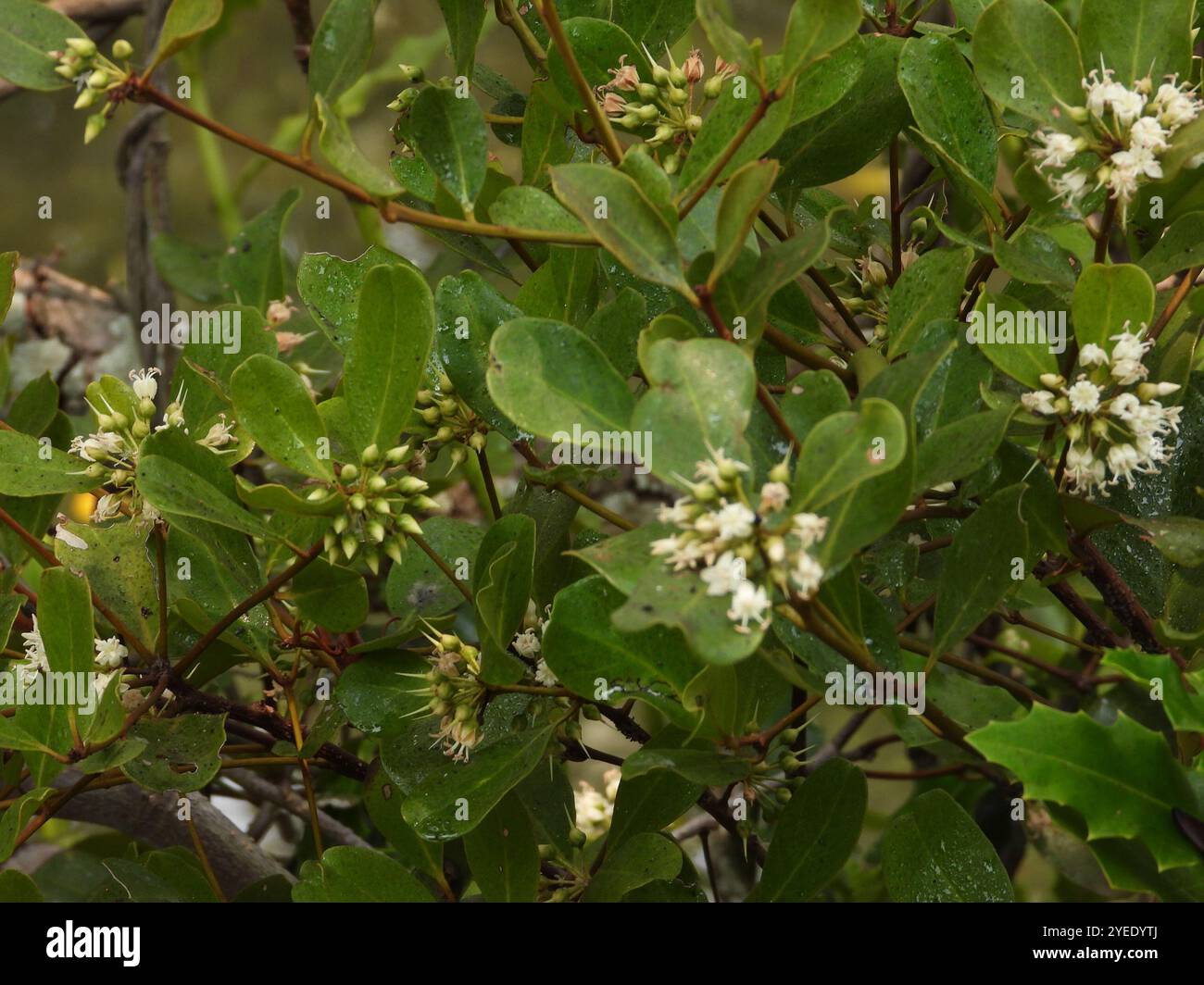 Mangrove fluviale (Aegiceras corniculatum) Banque D'Images