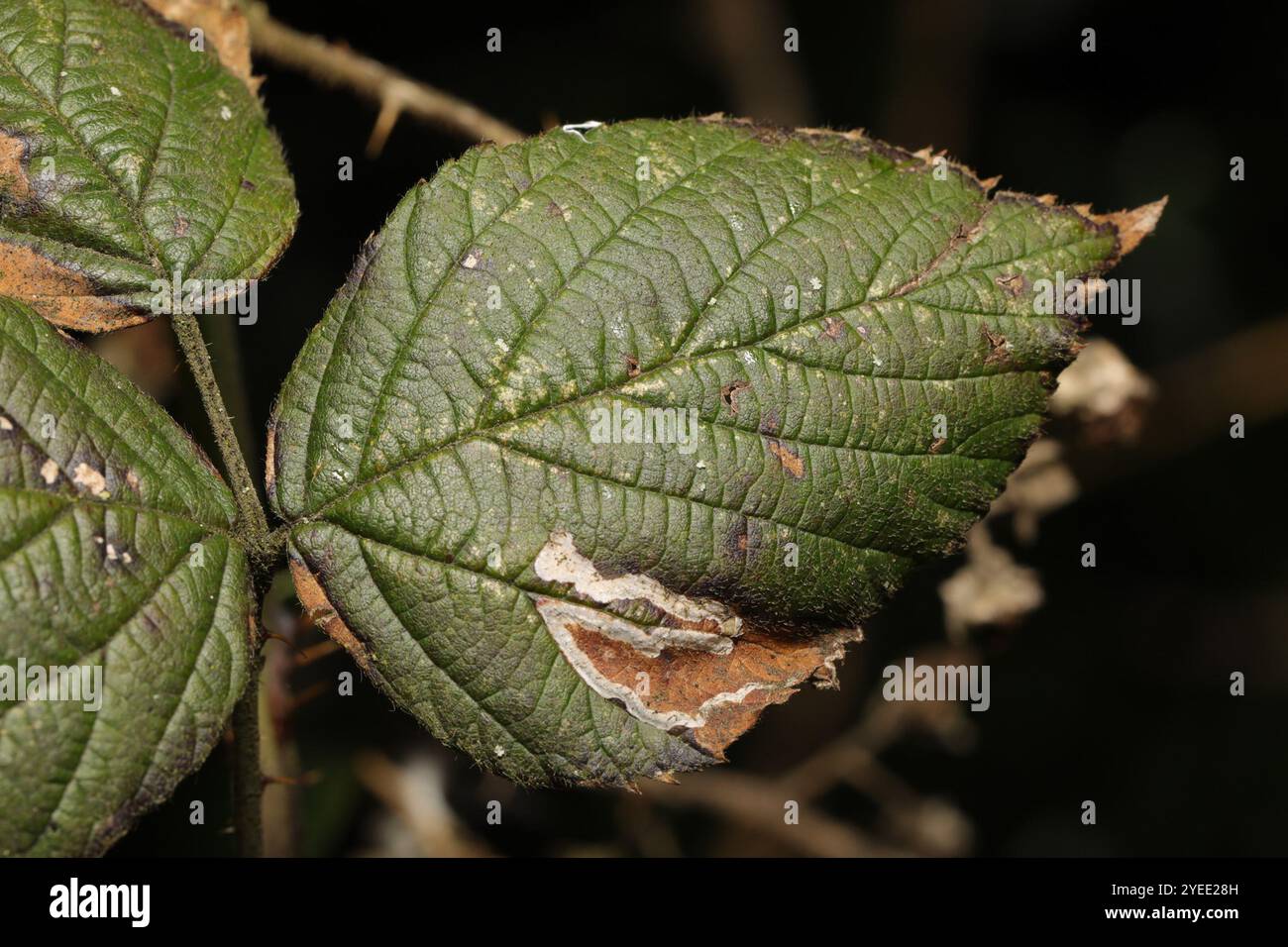 Golden Pigmy (Stigmella aurella) Banque D'Images