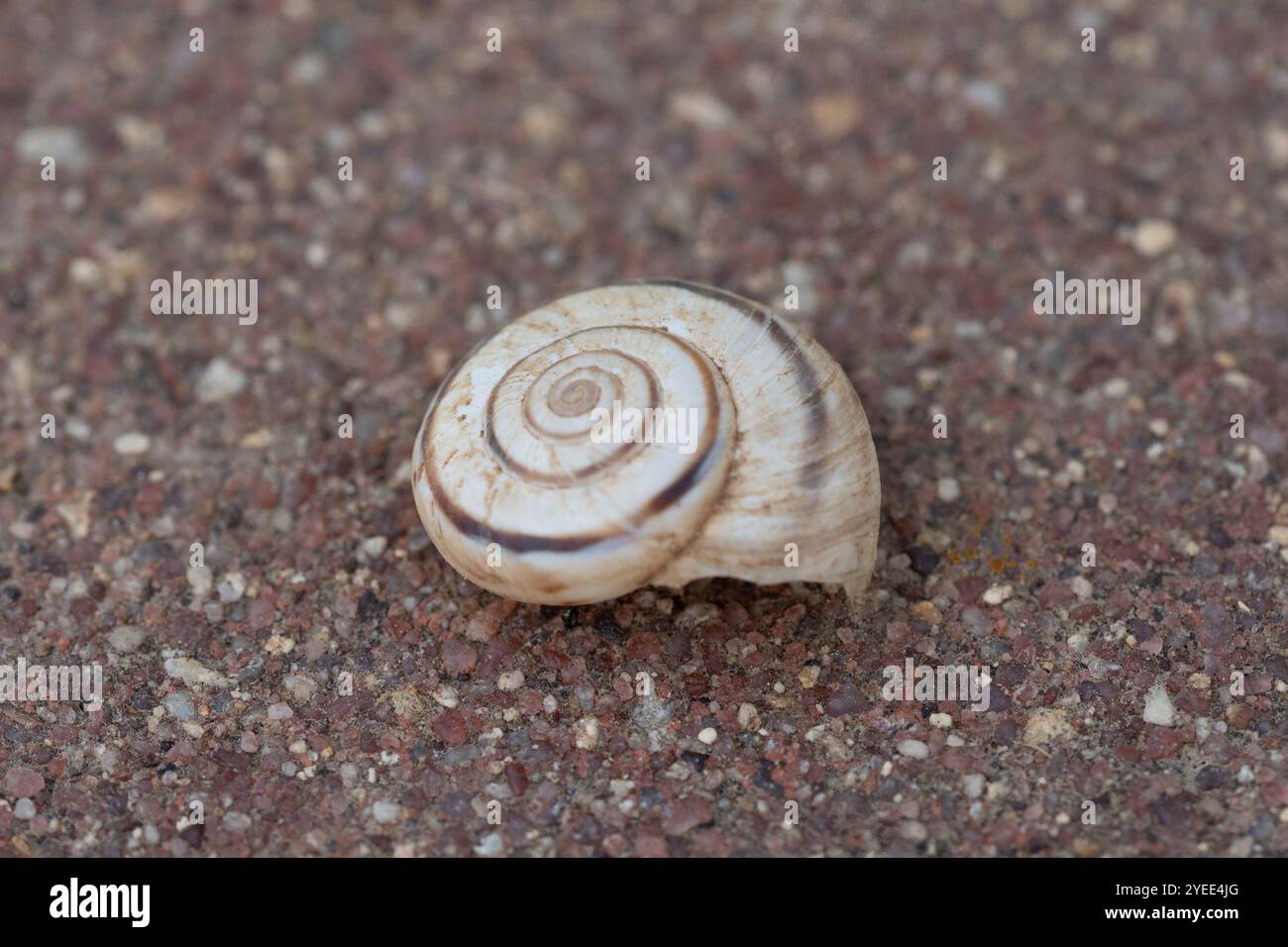 Escargot de la lande orientale (Xerolenta obvia) Banque D'Images