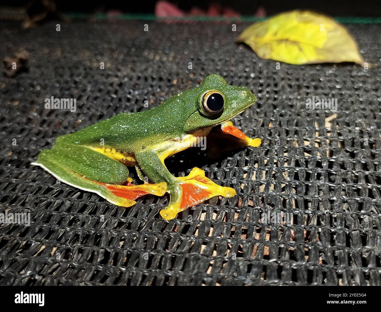 Grenouille volante Malabar (Rhacophorus malabaricus) Banque D'Images