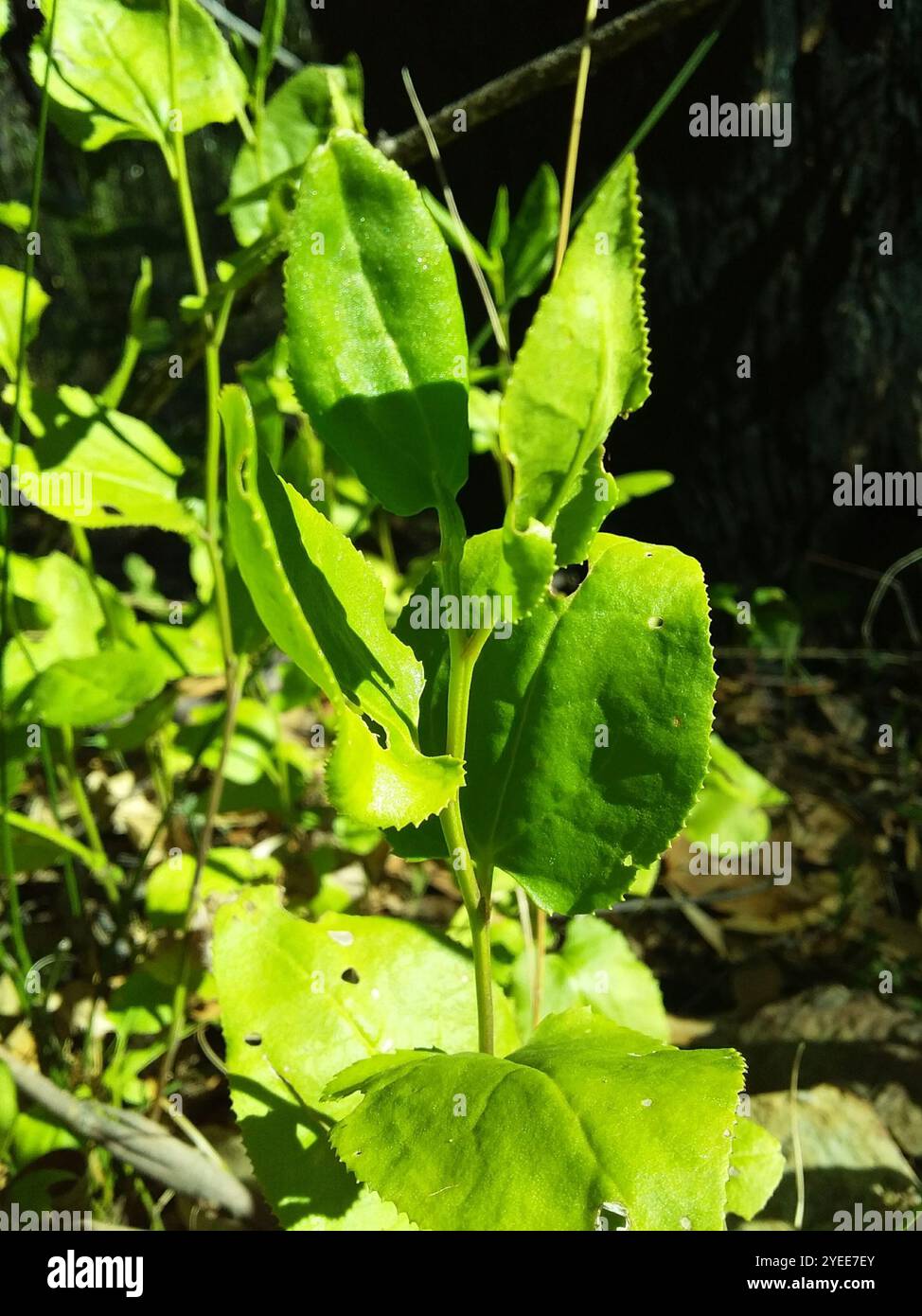 Houblon goodenia (Goodenia ovata) Banque D'Images