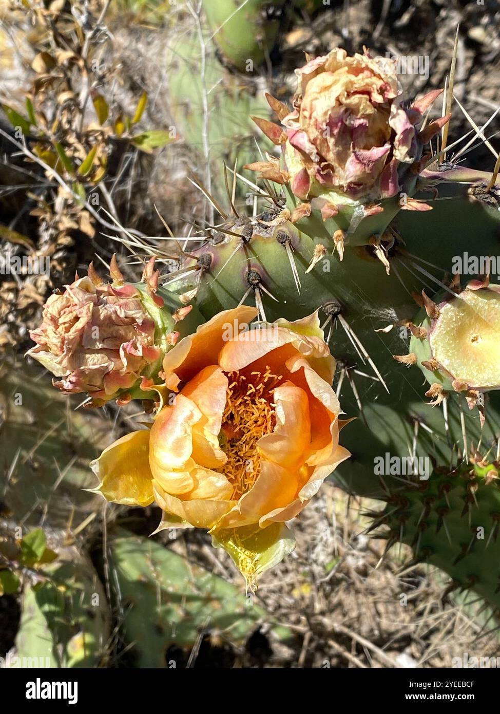 Pricklypear côtier (Opuntia littoralis) Banque D'Images