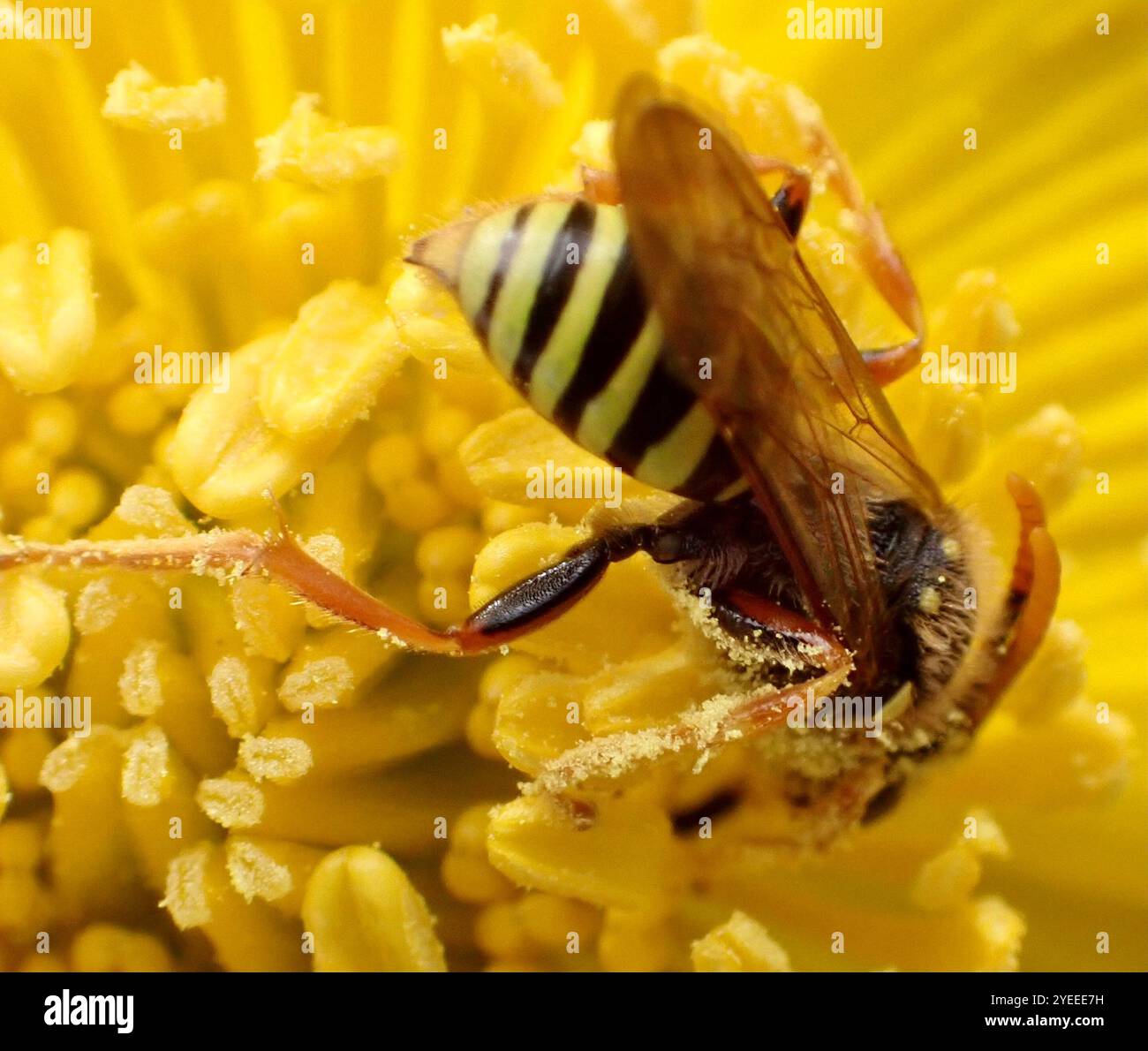 Gooden's Nomad (abeille Nomada goodeniana) Banque D'Images