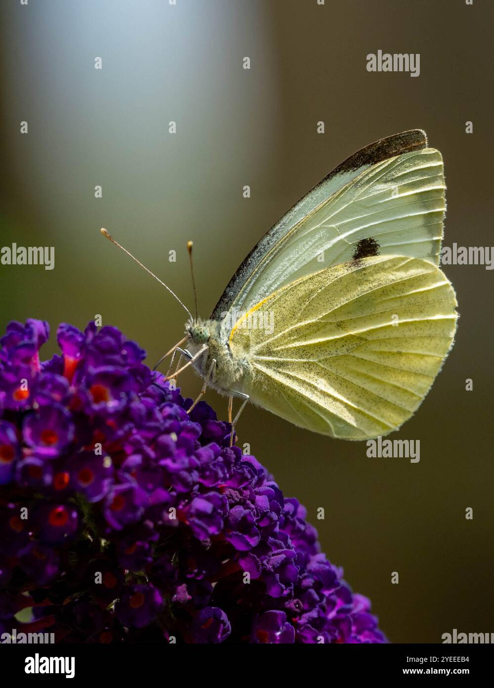 grand papillon blanc chou sur une fleur en fleurs Banque D'Images