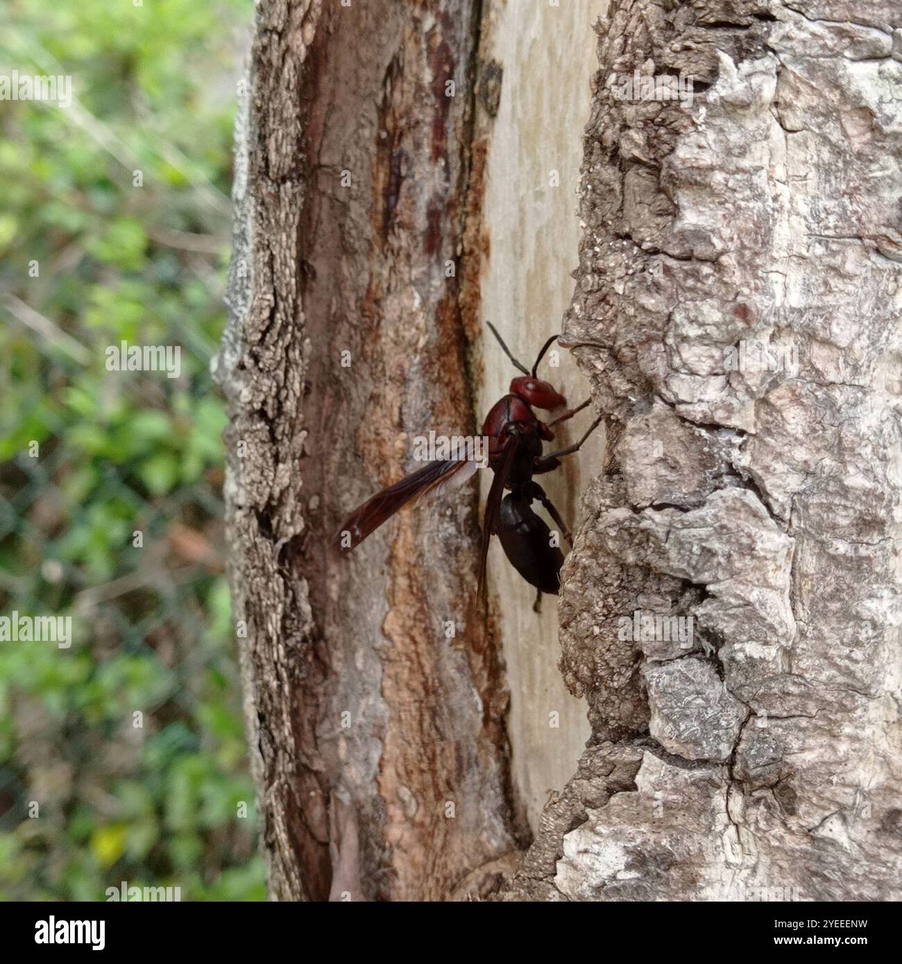 Guêpe de papier brun géant (polistes gigas) Banque D'Images